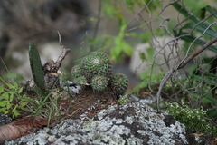 Mammillaria scrippsiana