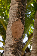 Synoeca septentrionalis