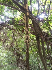 Favolus brasiliensis