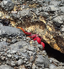 Grapsus adscensionis