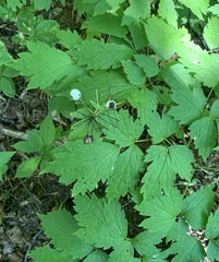 Actaea rubra neglecta