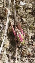 Stenobothrus lineatus