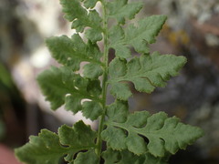 Woodsia oregana