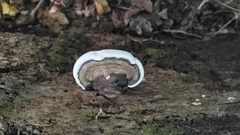 Ganoderma lobatum