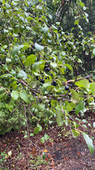 Rhamnus cathartica
