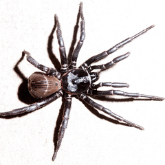 Cyclocosmia truncata