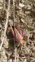Stenobothrus lineatus