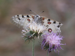 Parnassius apollo