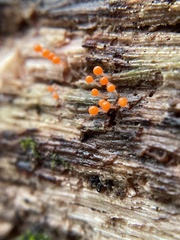 Hemitrichia decipiens