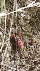 Stenobothrus lineatus