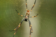 Trichonephila plumipes