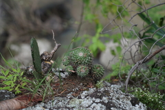 Mammillaria scrippsiana