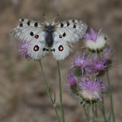 Parnassius apollo