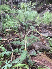 Polemonium pauciflorum