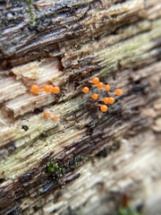 Hemitrichia decipiens