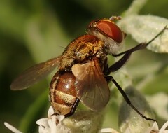 Gymnoclytia