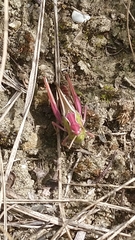 Stenobothrus lineatus