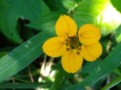 Sclerocarpus divaricatus