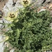 Cirsium spinosissimum - Photo (c) Muriel Bendel, algunos derechos reservados (CC BY-NC), uploaded by Muriel Bendel