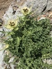 Spiniest Thistle - Photo (c) Muriel Bendel, some rights reserved (CC BY-NC), uploaded by Muriel Bendel