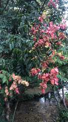 Koelreuteria paniculata