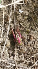 Stenobothrus lineatus