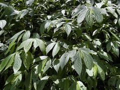 Elatostema platyphyllum