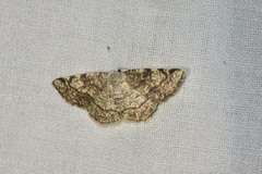 Stegania trimaculata