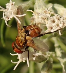 Gymnoclytia