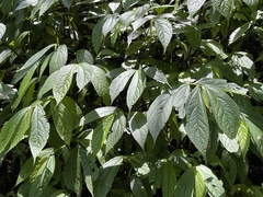 Elatostema platyphyllum