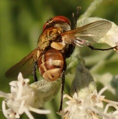 Gymnoclytia