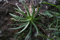 Agave schidigera
