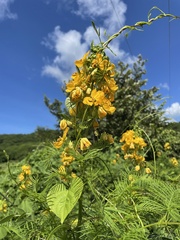 Senna hirsuta