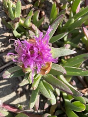 Carpobrotus chilensis
