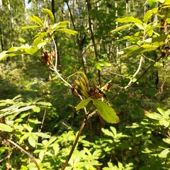 Rhododendron luteum