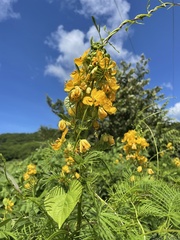 Senna hirsuta