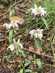 Monarda citriodora austromontana