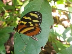 Mechanitis polymnia lycidice