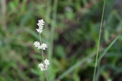 Froelichia floridana