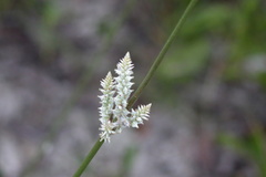 Froelichia floridana