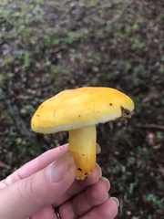 Russula flavida