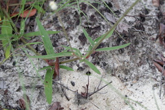 Froelichia floridana