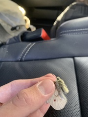 Parnassius smintheus