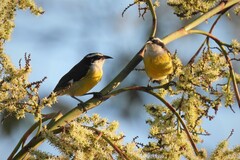 Coereba flaveola caboti