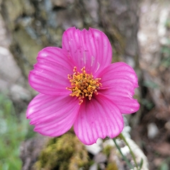Cosmos crithmifolius