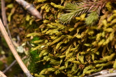 Aulacomnium androgynum