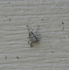 Platycryptus californicus