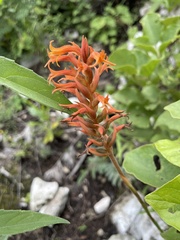 Dichromanthus cinnabarinus