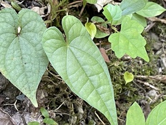 Dioscorea transversa