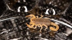 Centruroides exilicauda